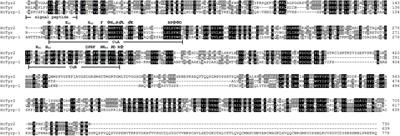 A Novel Tyrosinase Gene Plays a Potential Role in Modification the Shell <mark class="highlighted">Organic Matrix</mark> of the Triangle Mussel Hyriopsis cumingii